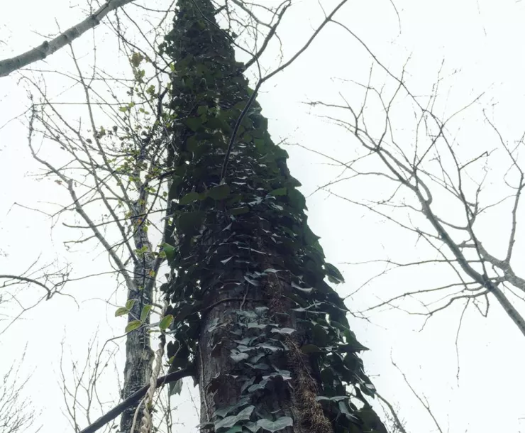 tree with vines.png