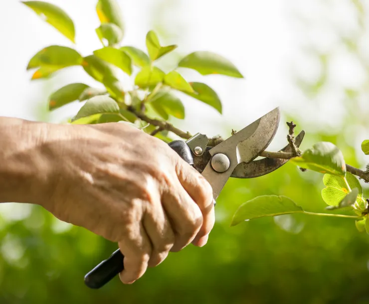 tree-pruning-guide.jpg