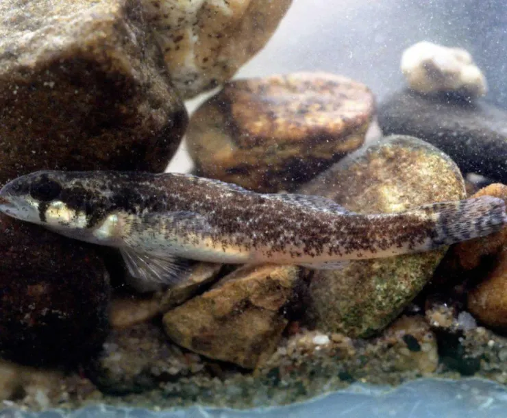 trispot-darter-with-rocks.jpg