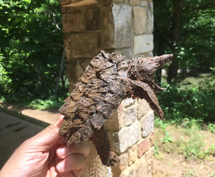 turtle.jpg