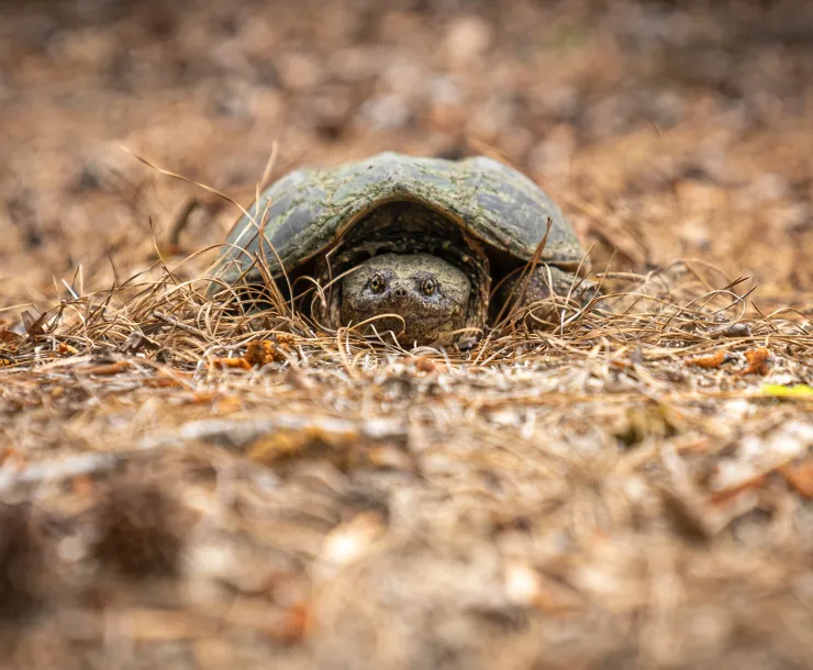 turtle.jpg