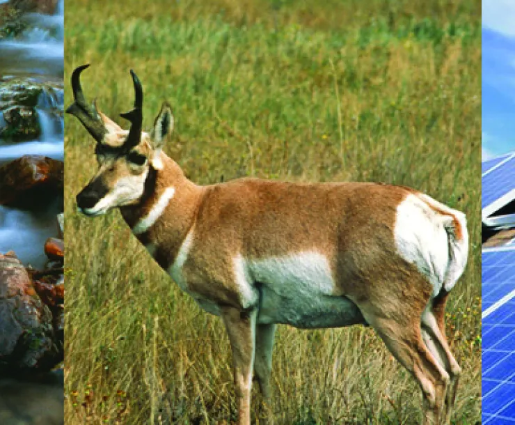 water_energy_wildlife.jpg