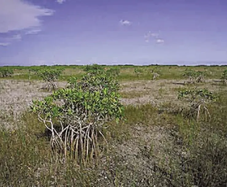 wdroughtpx.jpg