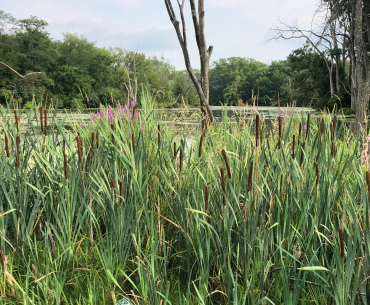 wetlands 2 IMG_1015.jpg