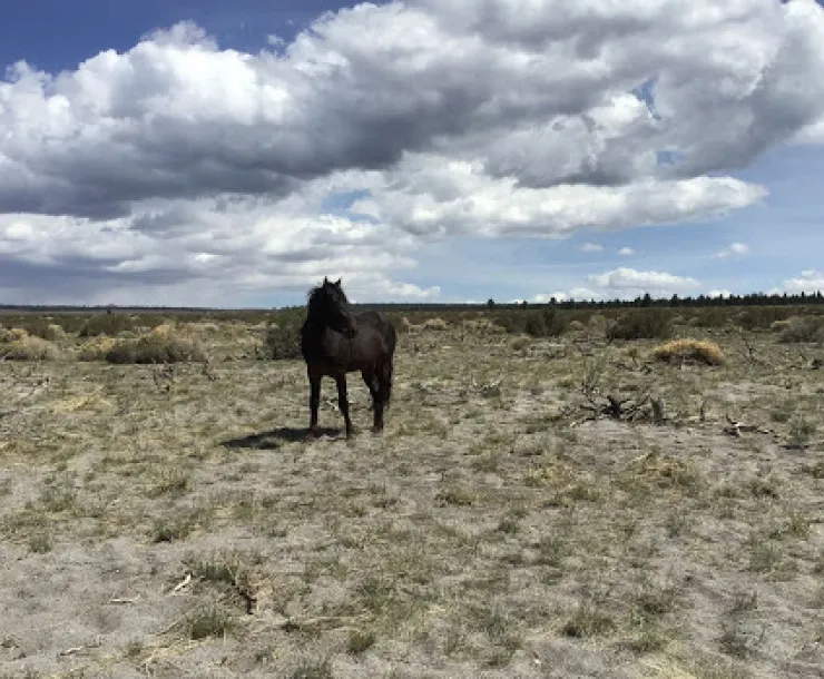 wild horses.jpeg