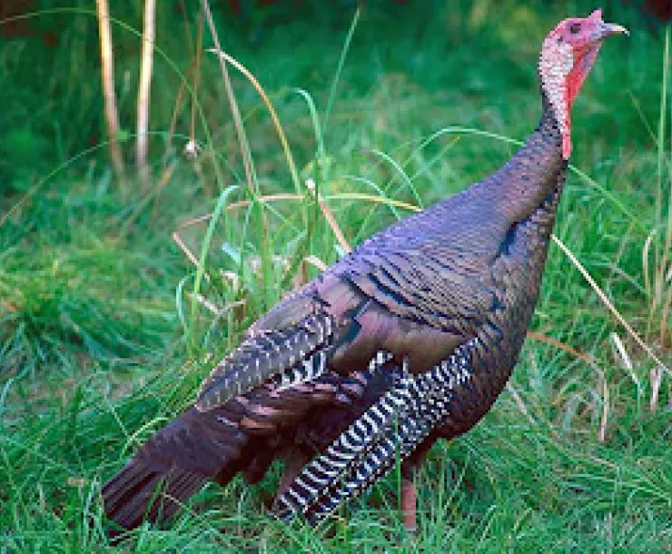 wild turkey.jpg