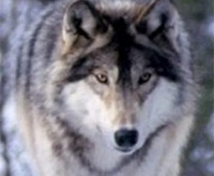 wolf_thumbnail.jpg