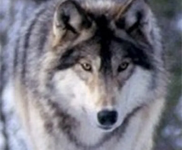 wolf_thumbnail.jpg