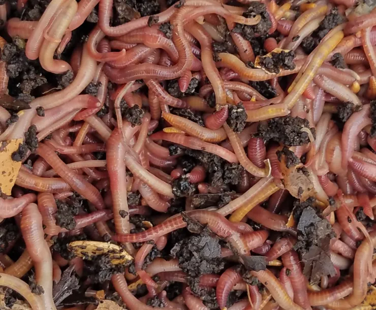 worms.jpg
