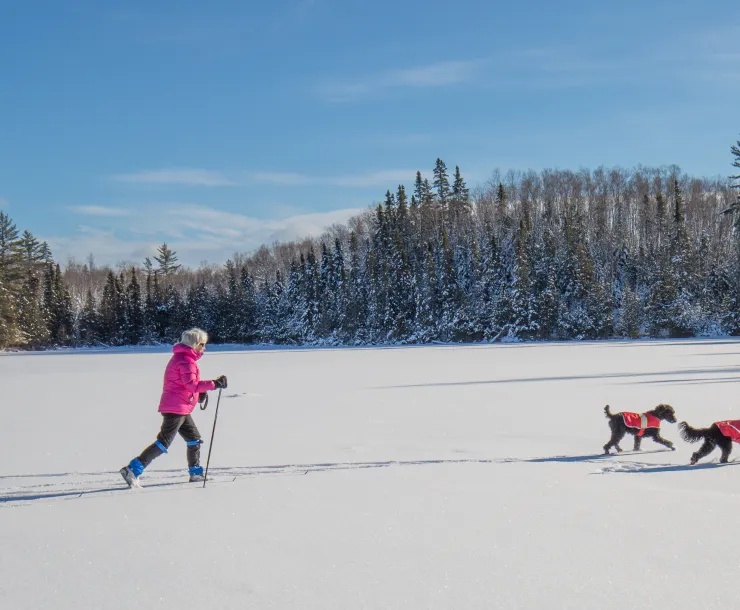 xcountrySkiingWithDogs.jpg