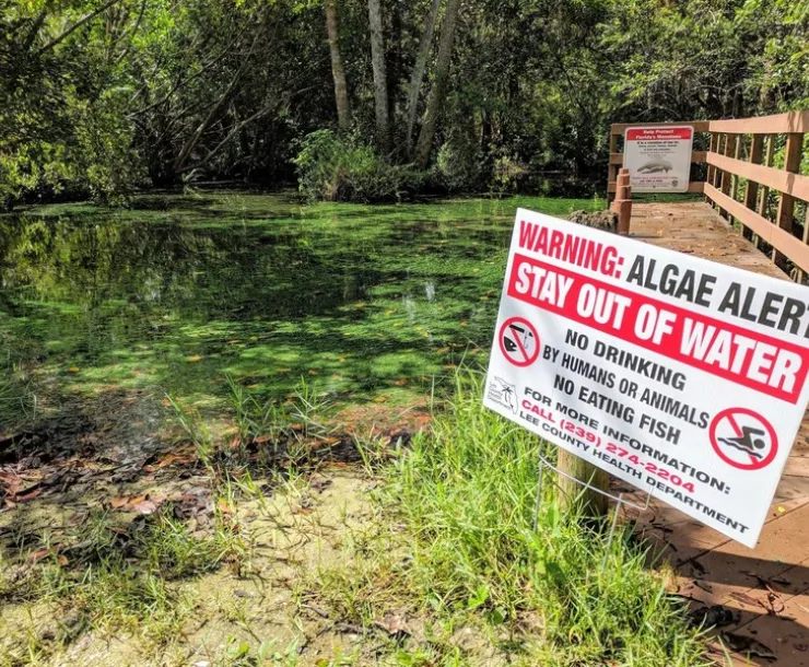 Algae-alert-Calusa-Waterkeeper-FPWC-scr.jpg