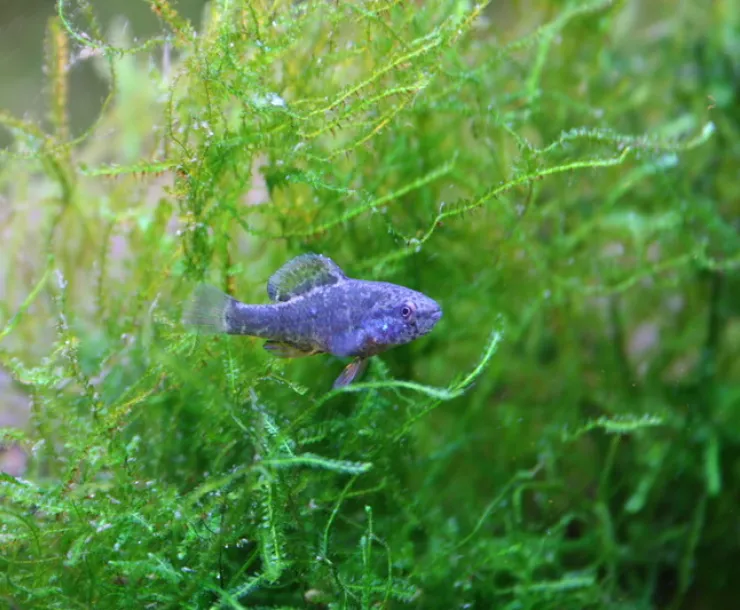 Spring-pygmy-sunfish-Conservation-Fisheries-FPWC-scr.JPG