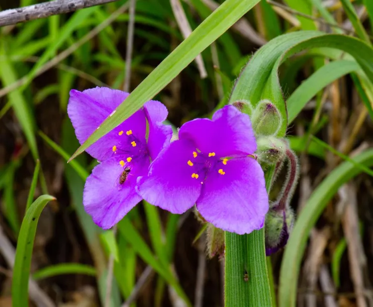 AB KS purple wild flower_0.jpg