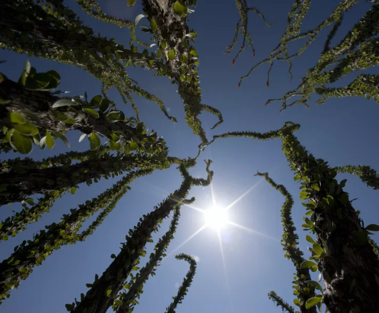 CHP-1900-TX-AlBraden-Ocotillo-BigBendNationalPark.jpg