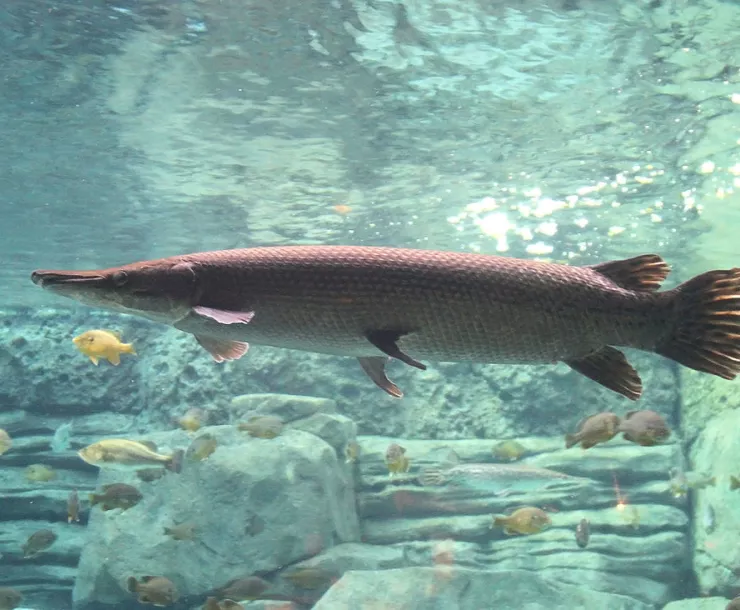 CHP-TX-1900-AlligatorGar.jpg