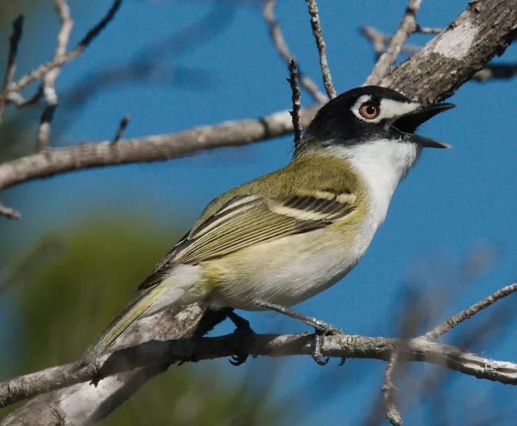 CHP-TX-1900-Black-Capped-Vireo-2016-04-04_9 (2).jpg