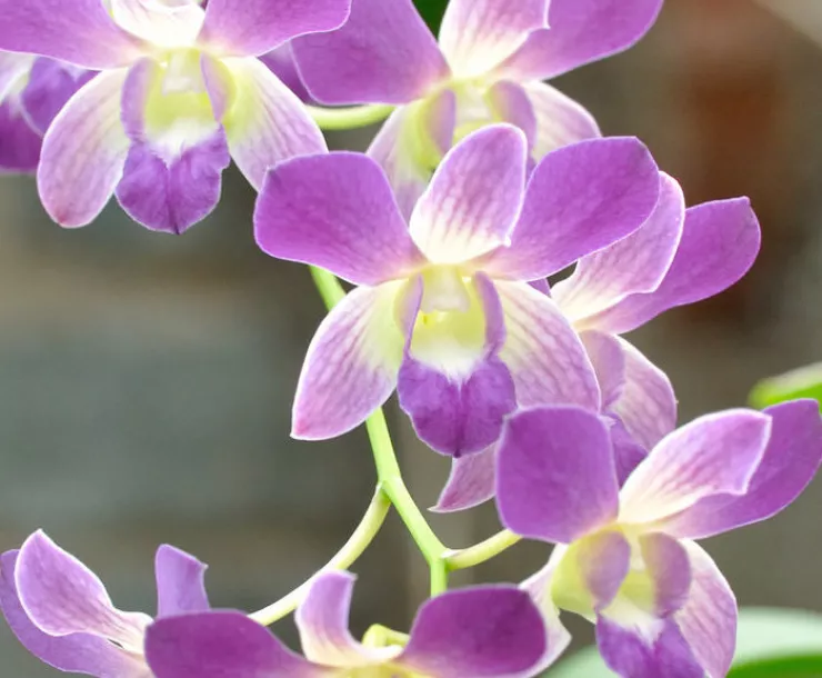 CHP-TX-1900-Purple-flowers-cropped_0.jpeg