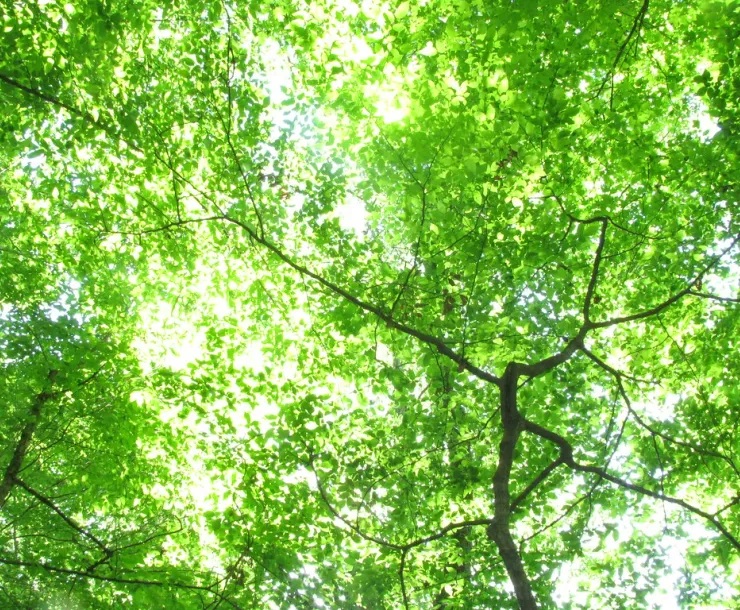 CHP-TX-1900-Sabine-National-Forest-Canopy.jpg
