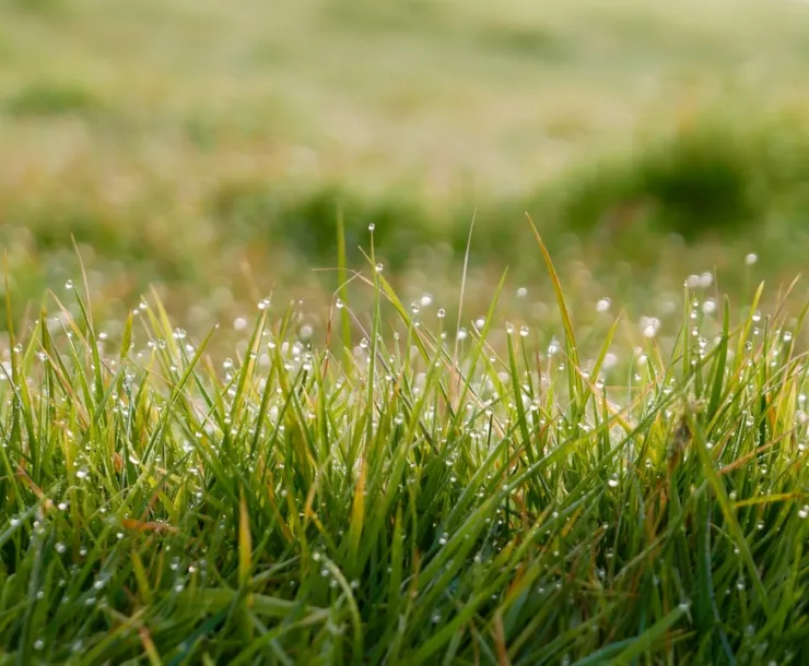 CHP-TX-1900-TexasLawn_2.jpeg