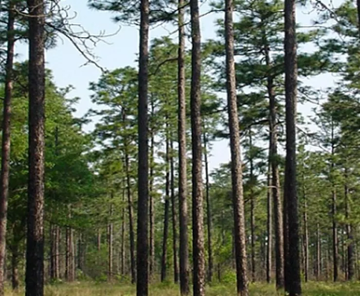 CHP-TX-1900-USDA-Flickr-Longleaf-Pine-Image.png