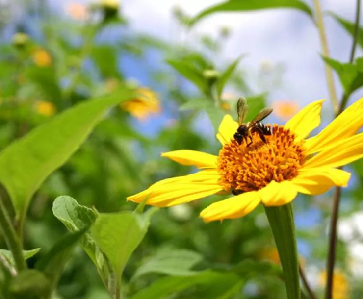 CHP-TX-1900-bee-on-flower.jpg