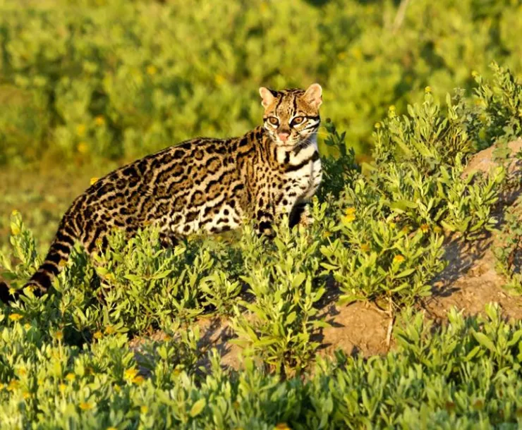 Ocelot-LarryDItto.jpg