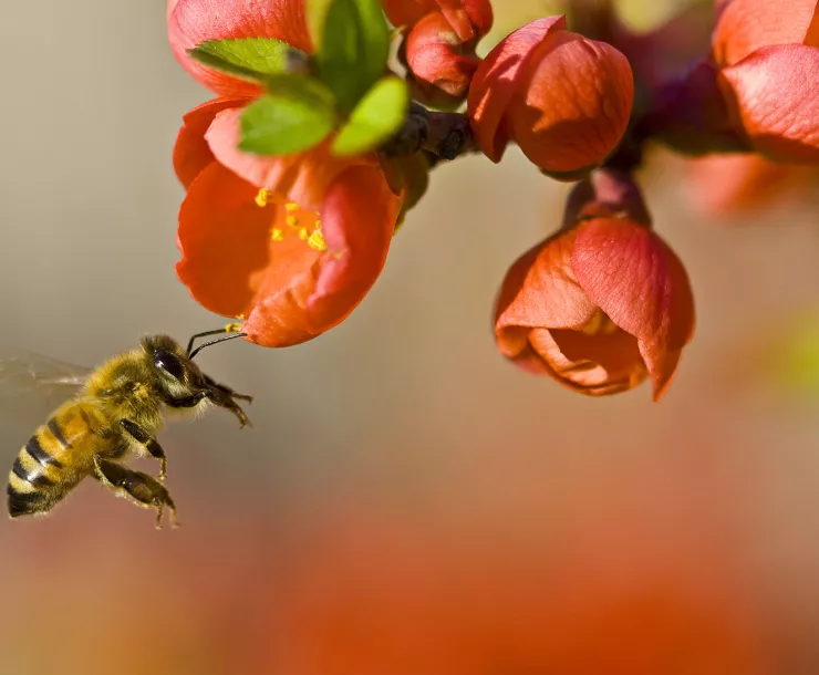 TX-CHP-1900-HoneyBee.jpg