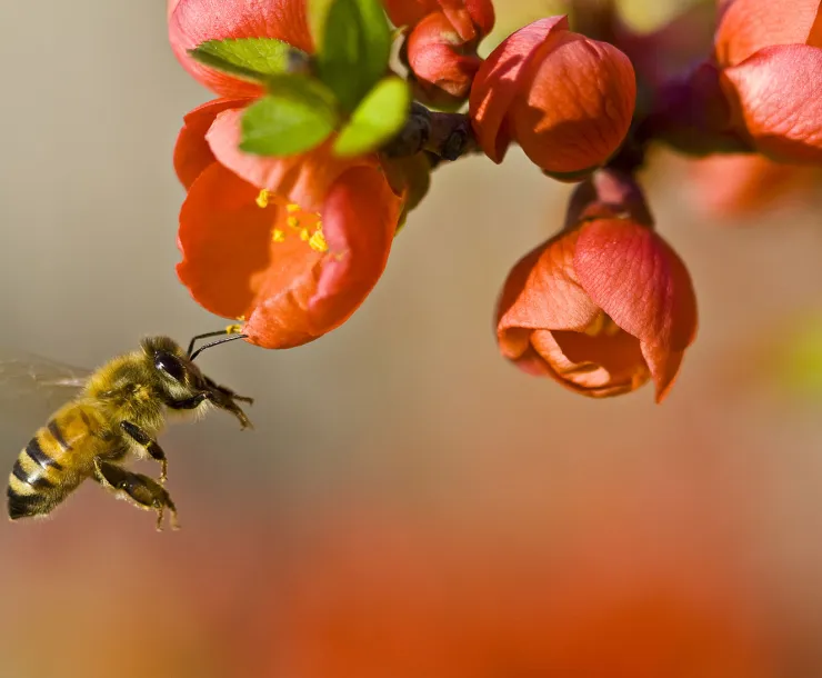 TX-CHP-1900-HoneyBee.jpg