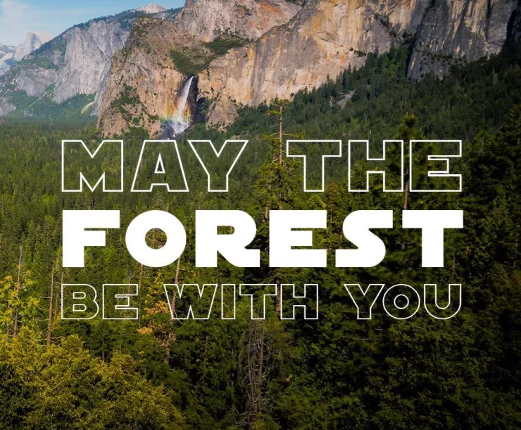 TX-CHP-1900-MayTheForest.jpg