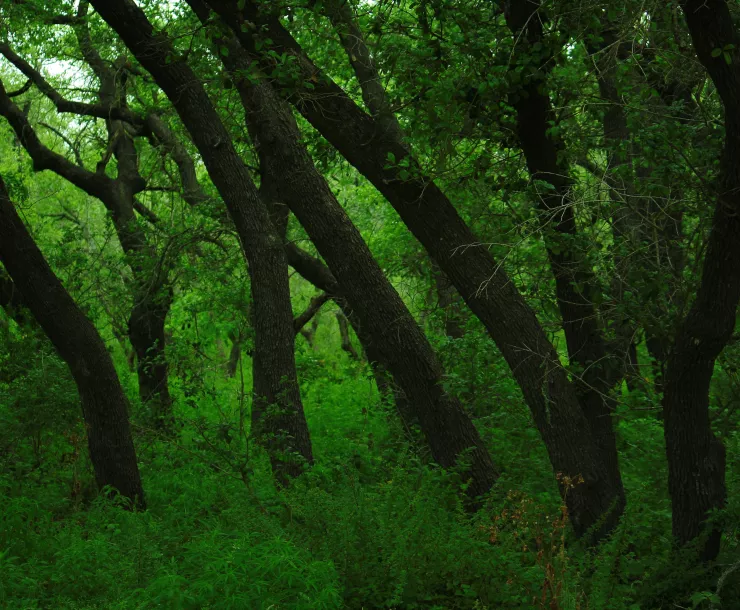 TX-CHP-1900-SteeleFamily Live Oak Woods.JPG