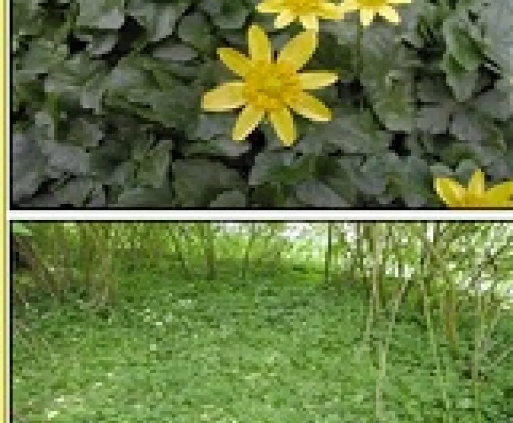 Lesser Celandine .jpg