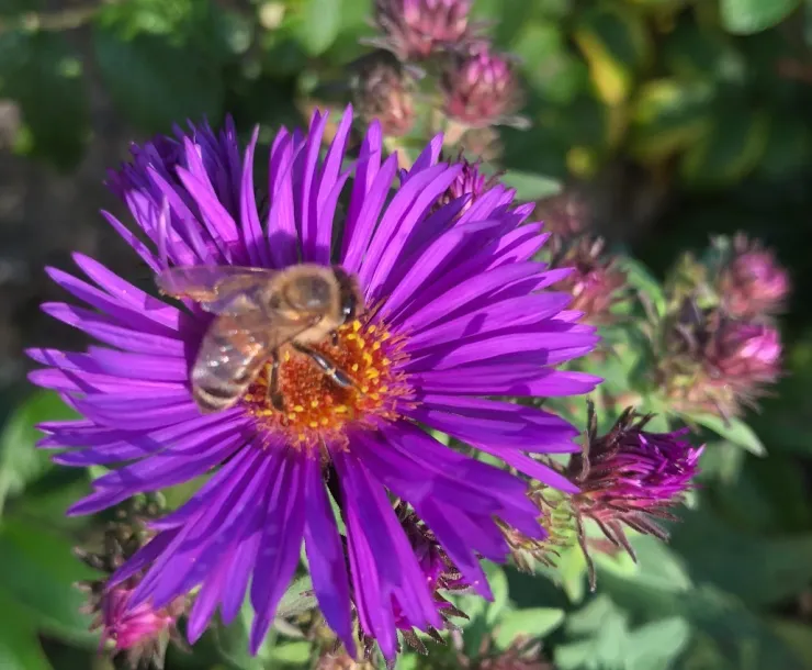 bee_aster.png