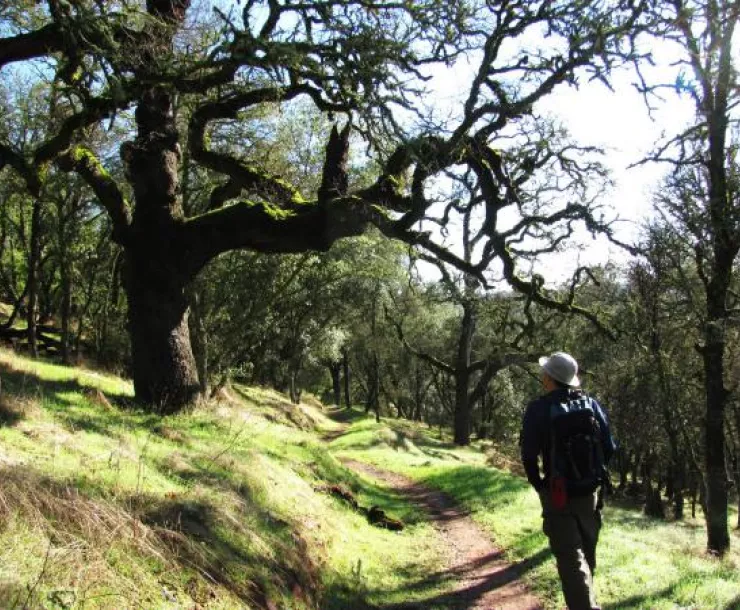 Oak woodland hike_1.jpg