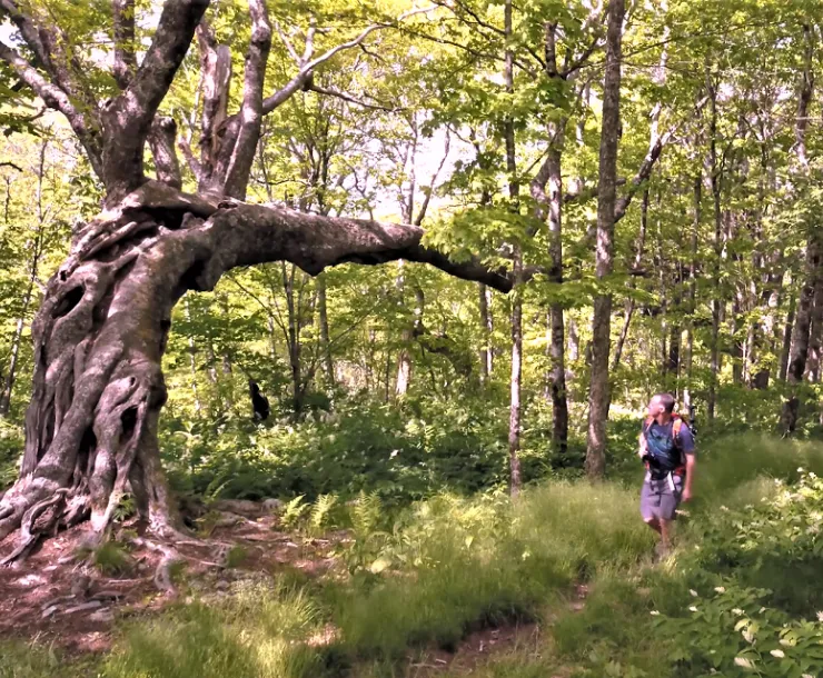 2019 PN Forests campaign.png