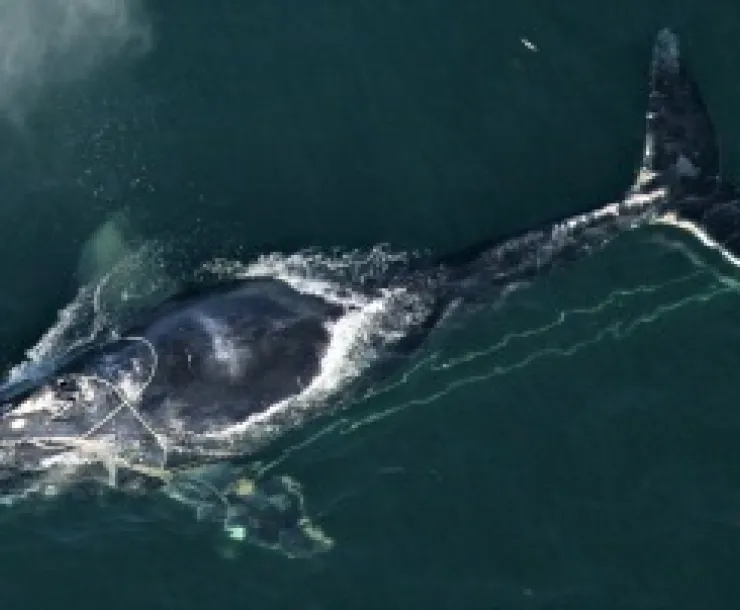 NOAA-NArightwhale small.jpg