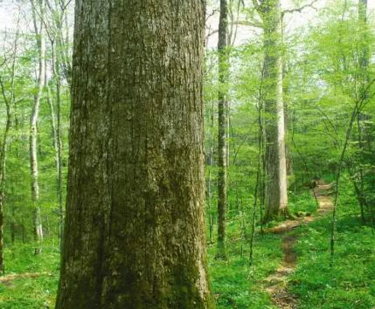 USFS-Nantahala 2.jpg