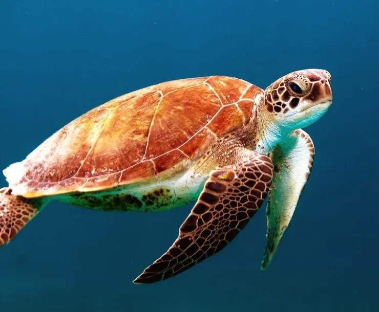 pexels-turtle.jpg