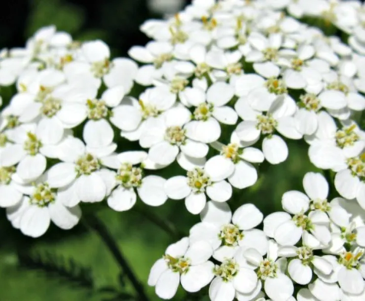 Slider-Flowers.jpg