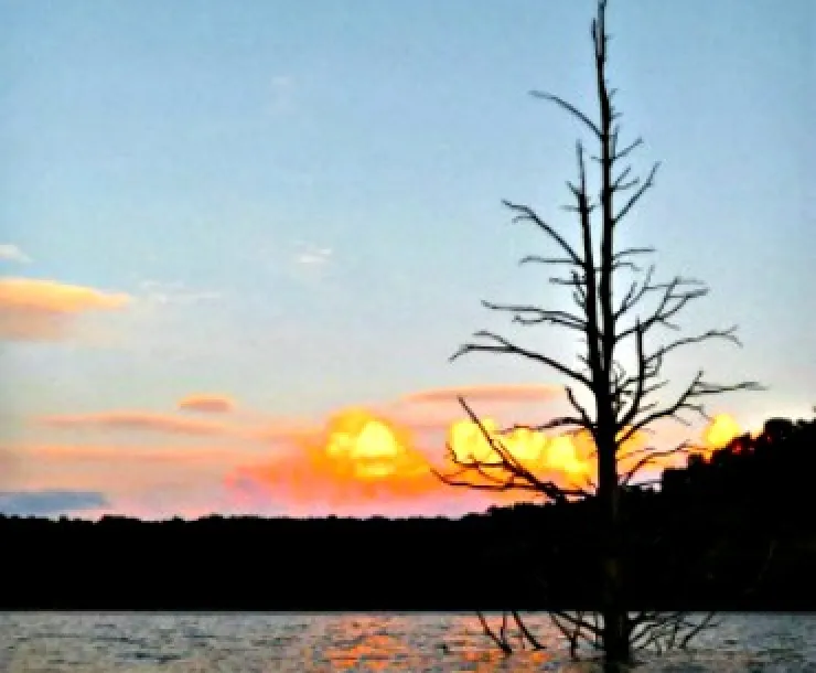 Thumb-Gavin-Laketree.jpg