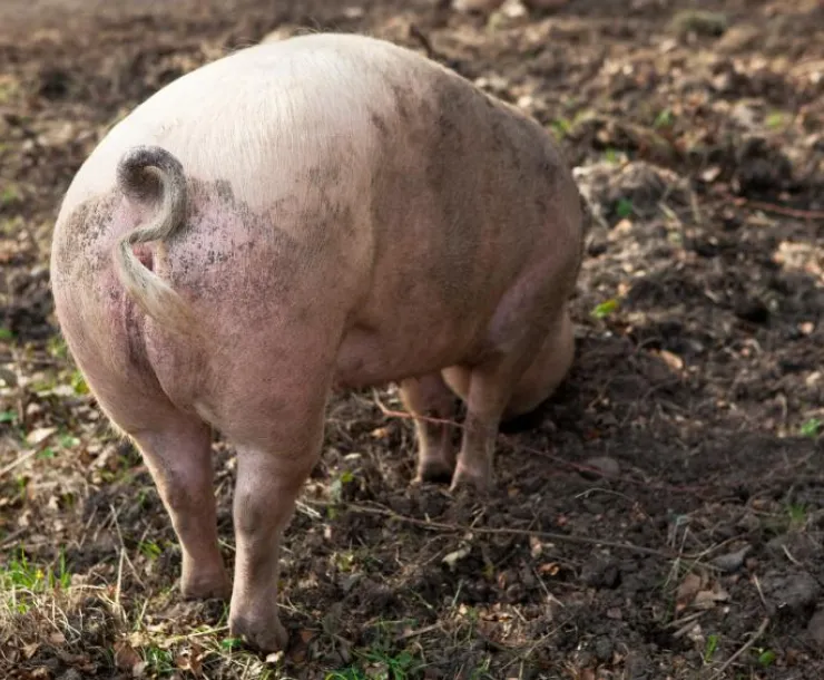 Thumb-pig.jpg