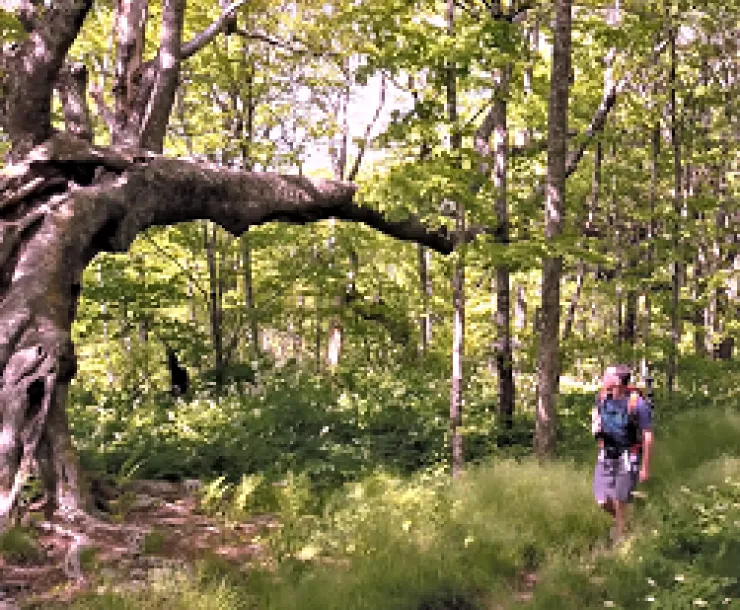 Thumbnail-Pisgah NF.png