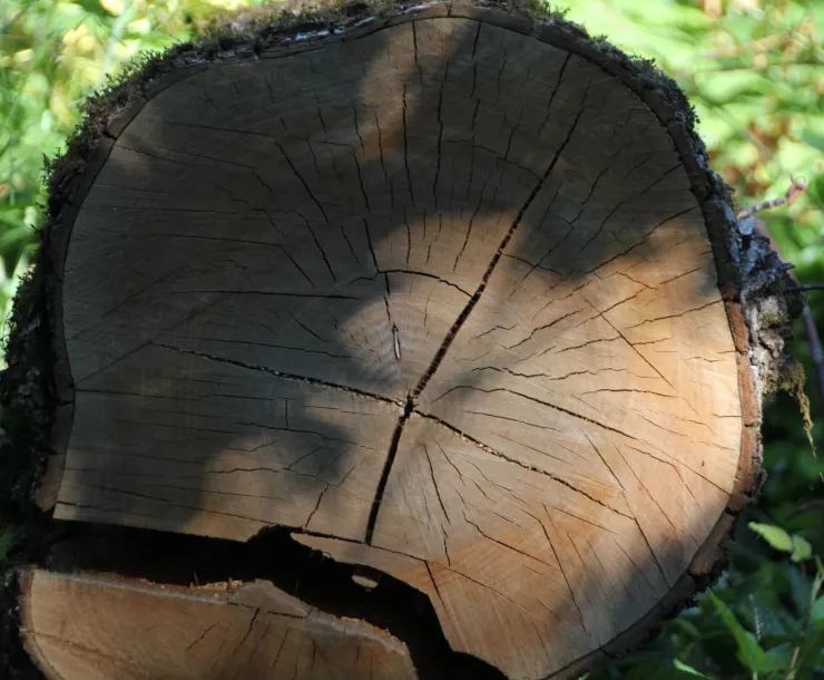 Tree Stump Oregon-Ashish Gupta-2022-attribution required.JPG