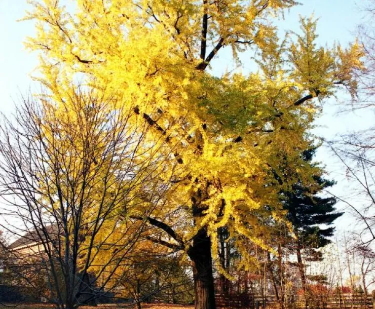 20190912 Bartrams tree_0.jpg