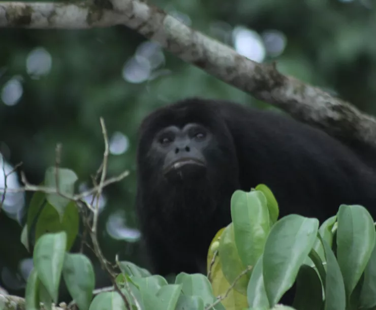 Thumbnail 20190912 Howler monkey.JPG