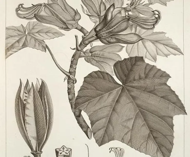 Thumbnail 20191203 Wikicommons plant.jpeg