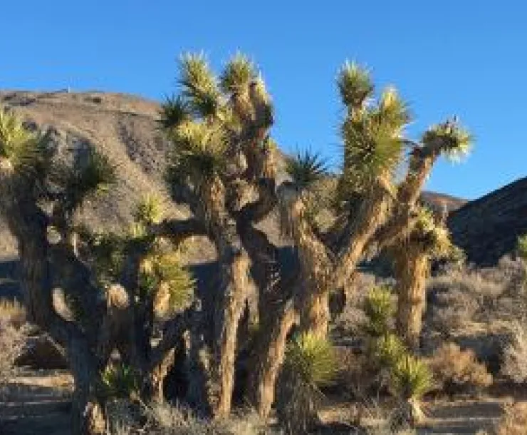 Joshua Tree_0.jpg