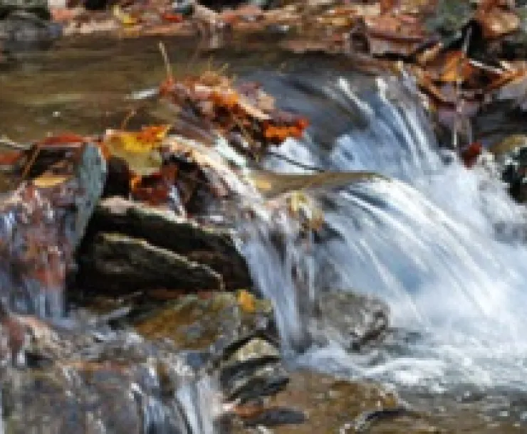 autumn-in-the-stream-300.jpg