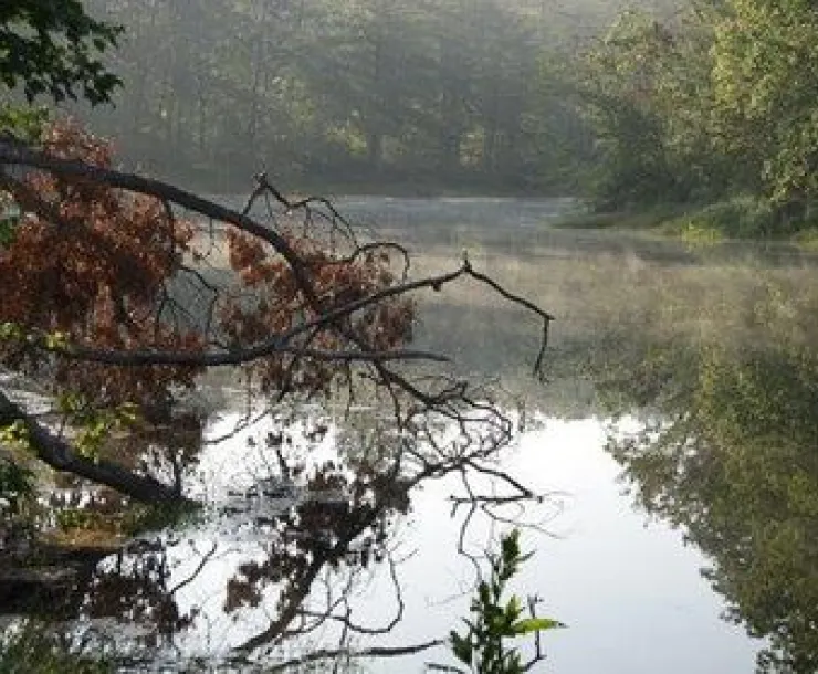 Branch and Water Thumb.jpg