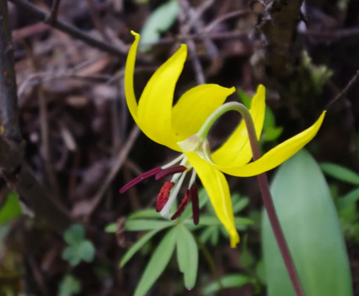RL001 Wildflowers - Glacier Lily.JPG