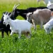 A herd of goats walks through knee-high grass